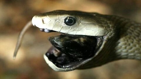 10 HIDDEN FACTS ABOUT THE BLACK MAMBA