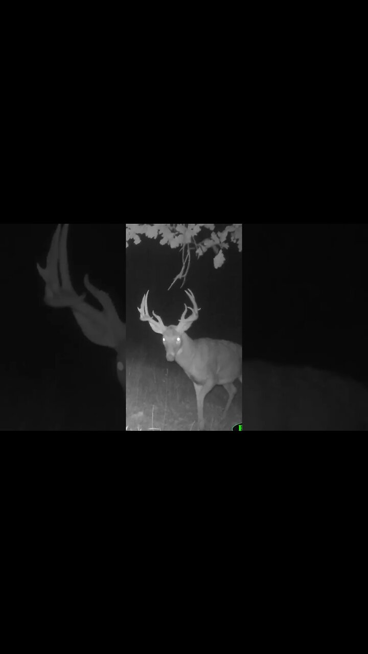 Whitetail Growth To Maturity In 45 Seconds! (Age 2.5 6.5)