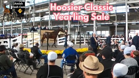 Race Horse Auction