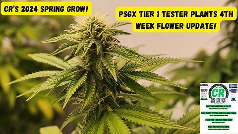 CR's 2024 Spring Growing Season - PSGX Tier 1 Tester Plants 4th Week Flower Update!