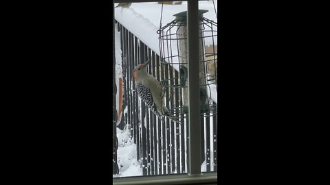 Red headed woodpecker