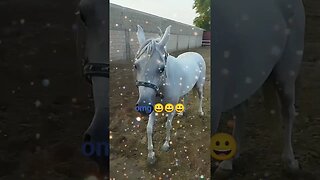 omg 😀😀horse runing video || horse race video || #shorts #animal #horse