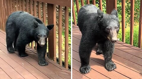 Curious black bear pay guests a visit at cabin in Gatlinburg