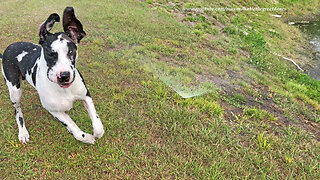 Great Dane discovers sprinklers, happily runs through them