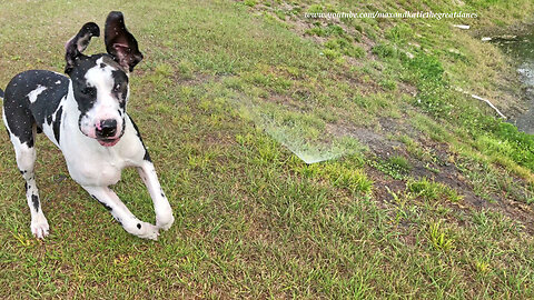 Great Dane discovers sprinklers, happily runs through them