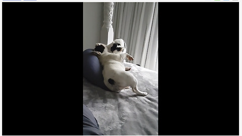 Cat literally forces dog to lie down for bath