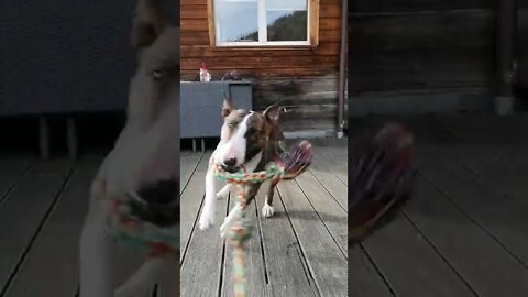 dog dance, bullterrier, funny video, funny dog, rock and Roll,