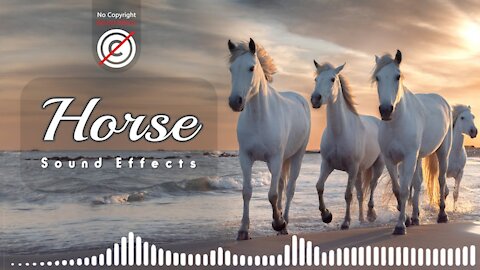 Horse sound effect