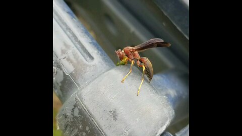 Bee eating