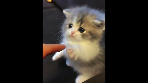 The CUTEST Kitten Ever.