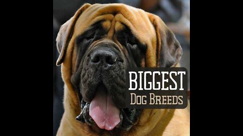 Top 10 BIGGEST Dog Breeds IN THE WORLD