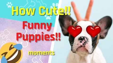 Cute animals baby🐶💗Amazing puppies moments💗Bebes cahorros🐶💗100%Amor