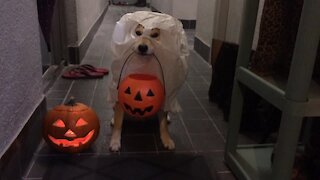 Shiba Inu Shows Off Spooky Halloween Costume