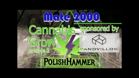 Pandvillow Mate 2000 Cannabis Grow Series Ep.2 Rejuvenate😊 #Pandvillow #LEDGROWLIGHT #MATE2000 🔨