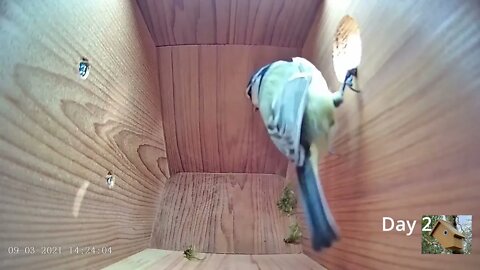 From empty nest to first egg in less than 8 minutes! - BlueTit nest box live camera highlights