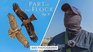 Photographing Territorial Raptors - Part Of The Flock Ep 3 | Bird Photography On Location