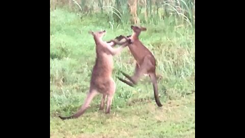 Kangaroo stand up Fight over my back fence (unedited raw)