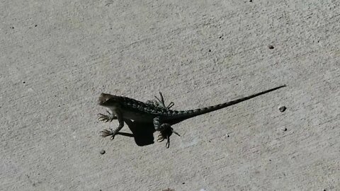 Reptiles & Chemtrail Free Blue Skies, Comanche Trail, San Antonio, Texas 10-18-17