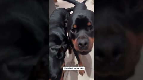 So In SYNC 😱 Send In Backup! 🐶 #Shorts #rottweiler #dogs