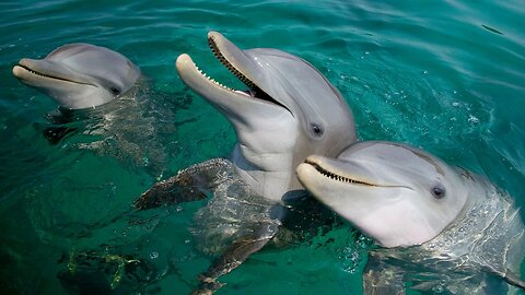 Amazing ! - "Why Dolphins Sleep with One Eye Open ?"