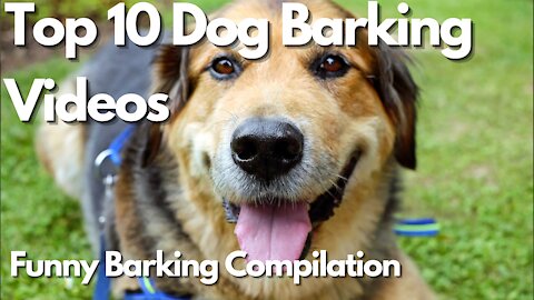 TOP 10 dog barking videos compilation Funny barking sound - Funny dogs