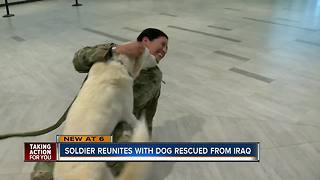 U.S. Soldier reuniting with dog she rescued more than a year ago in Iraq
