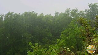 Rain day at the top of a mountain in the Caribbean forest - Nature ASMR - Rain Sounds