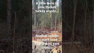 Turkey peekaboo… Tough woods to hunt…