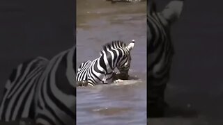 🦓 zebra fought back and gave crocodile 🐊 a bite of his life