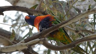 Birds Melbourne Australia