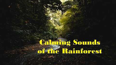 Relaxing Rainforest Sounds (30 minutes long)