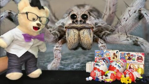 Learn about Spiders with Chumsky Bear | LOL Surprise Egg Open | Educational Videos for Kids