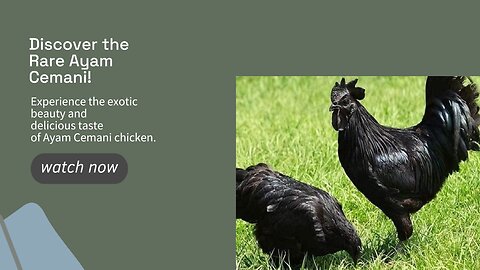 The Ayam Cemani is a rare and unique breed of chicken from Indonesia,
