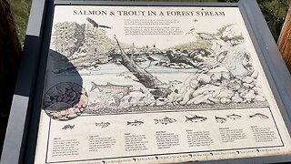 "Salmon & Trout in a Forest Stream" Life Cycles of Fish @ Lostine River! | Wallowa Whitman Eagle Cap