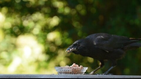 Raven bird crow eat bird black