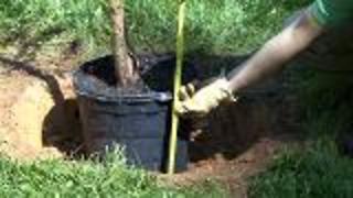 How To Plant and Transplant Trees