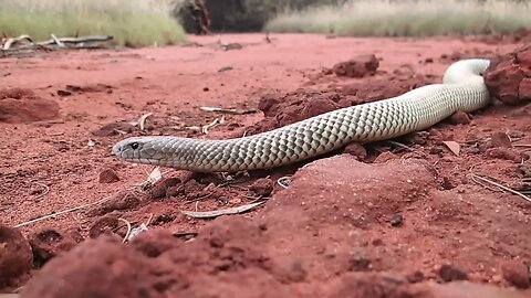 Snakes That Kill People! Deadly Venomous Snakes, King Brown Mulga Snake! #venom #snake #reptiles 👇🏼