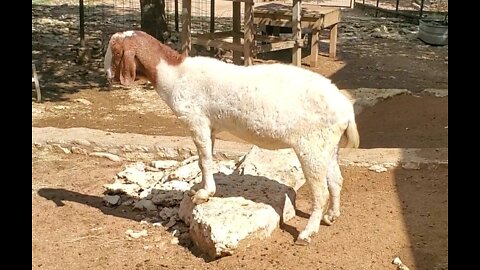 Cute Sheep 🐑 at Austin Zoo