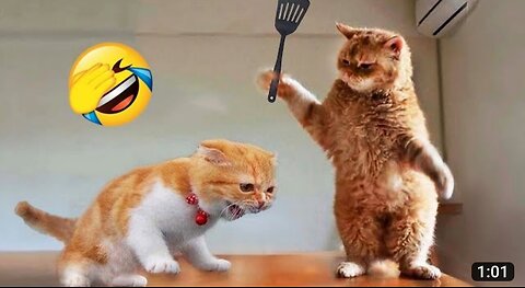Funny animals😂 funny dogs🐶🐶 and cat🐱😸 best animals in 2023