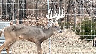 Antlers Suprise! The Big Boys! December 31st