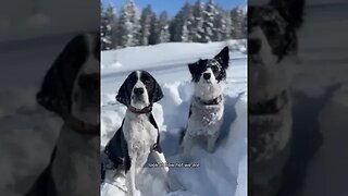 Dogs, Dogvideos, Dogclips, Dogproducts, bestdogproducts, dogowners 57