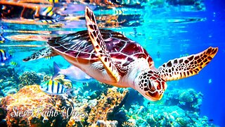 7 HOURS of 4K Underwater Wonders & Relaxing Music - Coral Reef, Sea Turtle, Colorful Sea Life in UHD