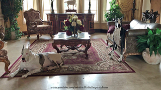Beautiful Great Danes Patiently Watch for Dad to Come Home