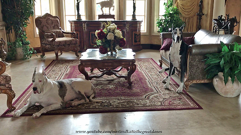 Beautiful Great Danes Patiently Watch for Dad to Come Home