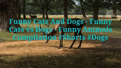 Funny Cats And Dogs - Funny Cats vs Dogs - Funny Animals Compilation #Shorts #Dogs