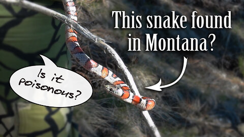 New snake in Montana?