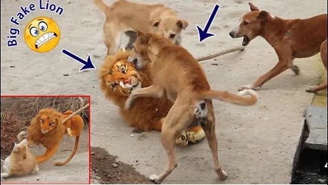 lion jump Frank on dog funny reaction