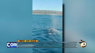 Close call with whales off the coast