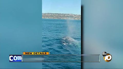 Close call with whales off the coast