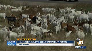 Hungry goats help prevent fires